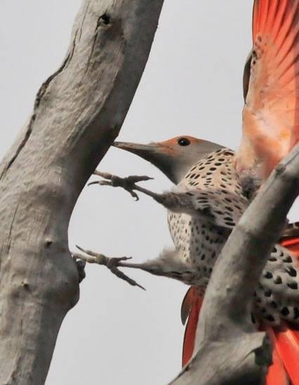 Northern Flicker on Seedskadee National Wildlife Refuge by Tom Koerner/USFWS Mountain Prairie is licensed under CC BY 2.0.